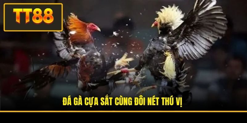 Đá gà cựa sắt cùng đôi nét thú vị
