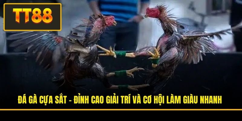 Đá Gà Cựa Sắt - Đỉnh Cao Giải Trí Và Cơ Hội Làm Giàu Nhanh
