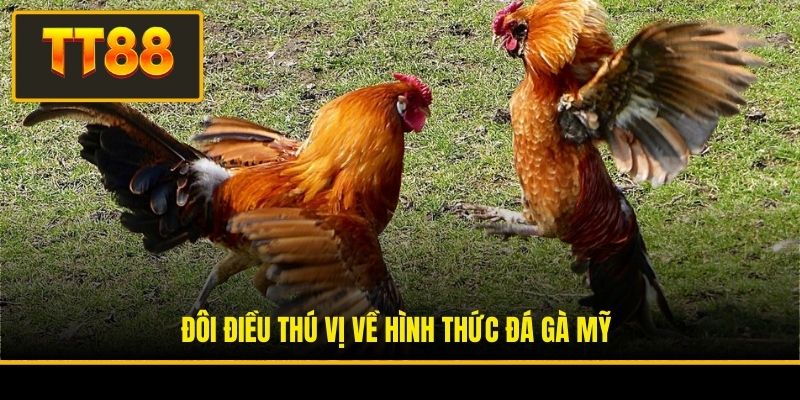 Đôi điều thú vị về hình thức đá gà Mỹ