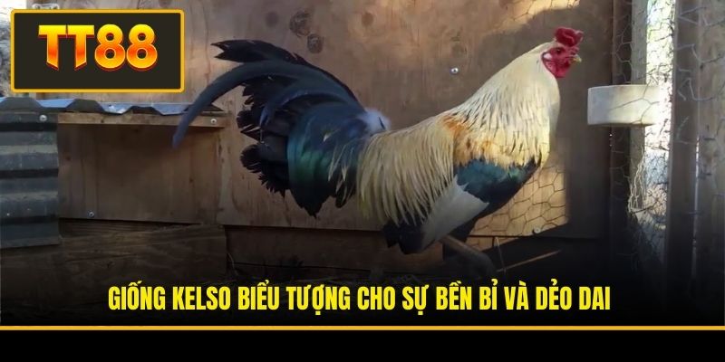 Giống Kelso biểu tượng cho sự bền bỉ và dẻo dai