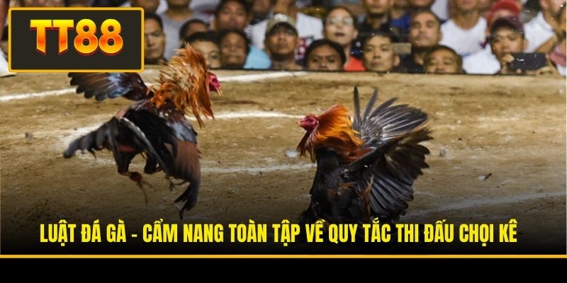 Luật Đá Gà - Cẩm Nang Toàn Tập Về Quy Tắc Thi Đấu Chọi Kê 