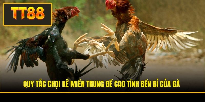 Quy tắc chọi kê miền Trung đề cao tính bền bỉ của gà
